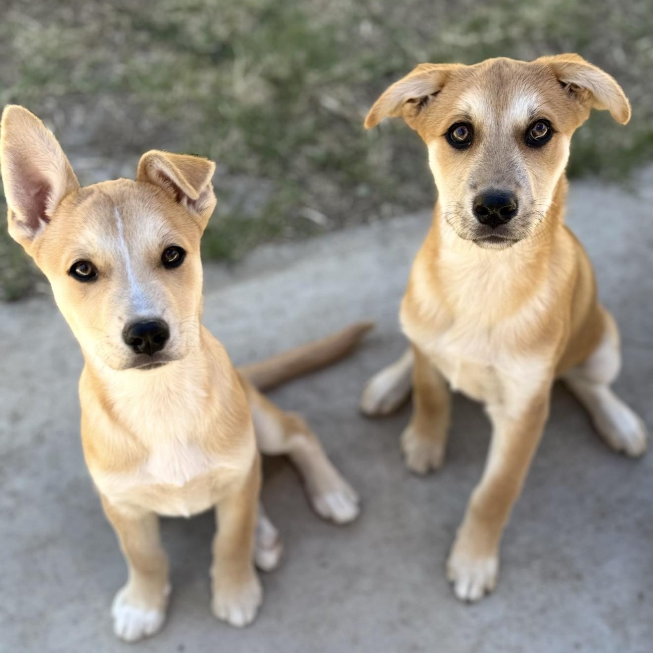Enlarge Zest, a Adoptable mixed breed in San Diego, CA image 5/6