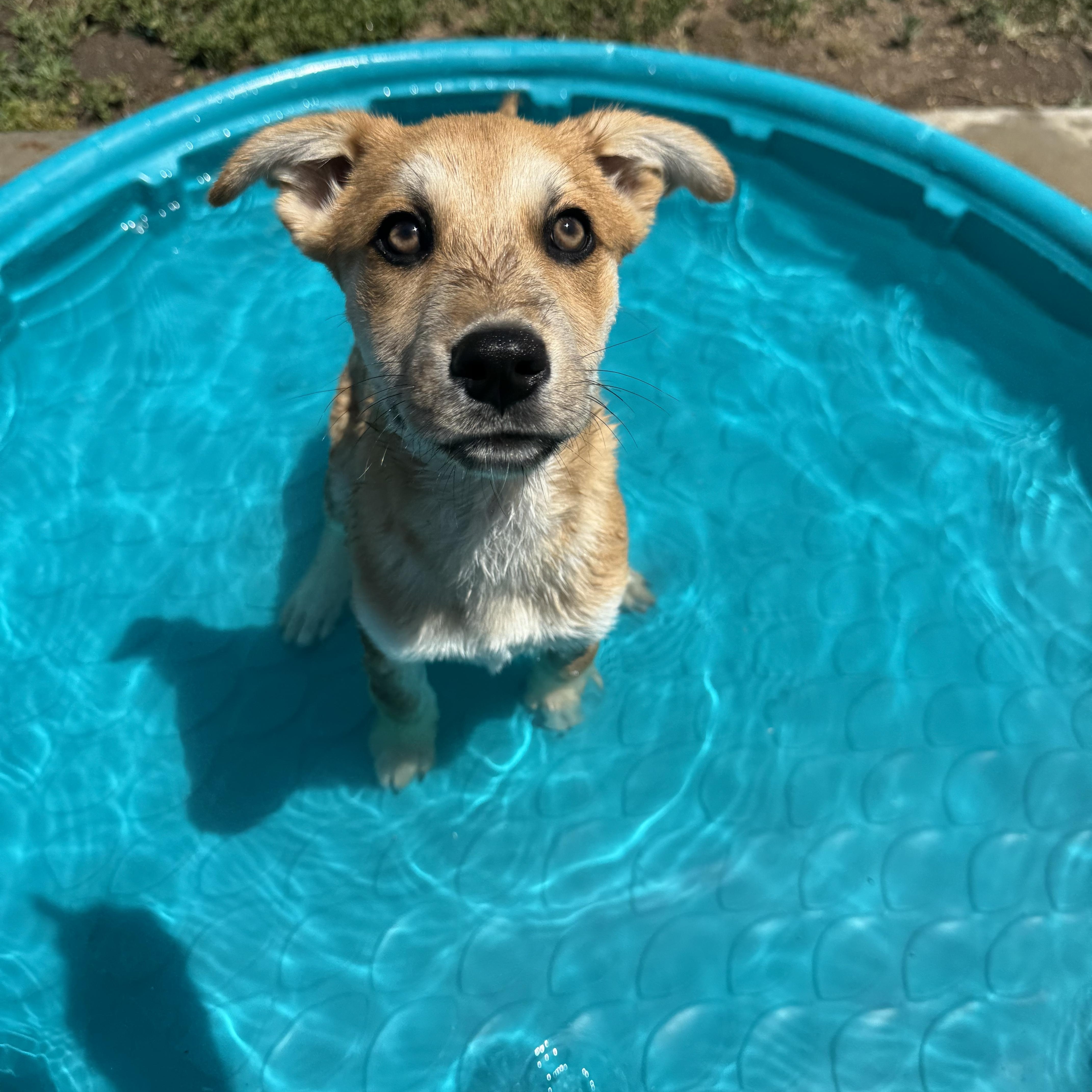Enlarge Zest, a Adoptable mixed breed in San Diego, CA image 4/6