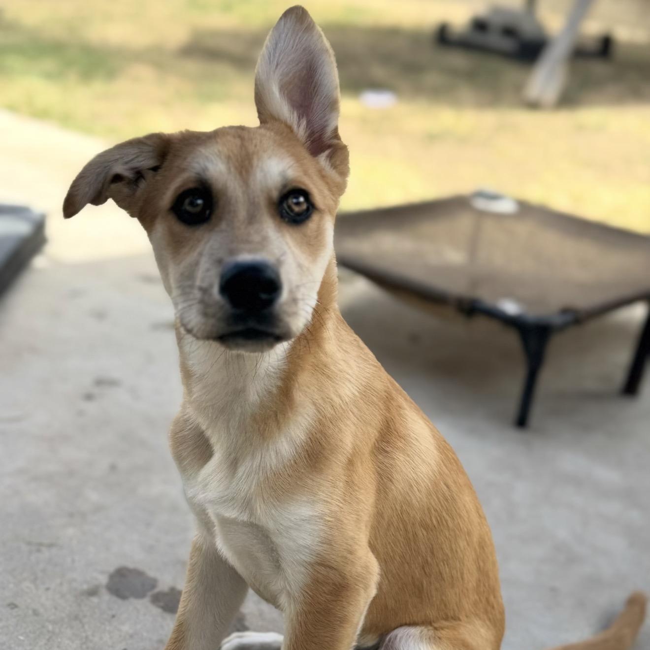 Enlarge Zest, a Adoptable mixed breed in San Diego, CA image 2/6