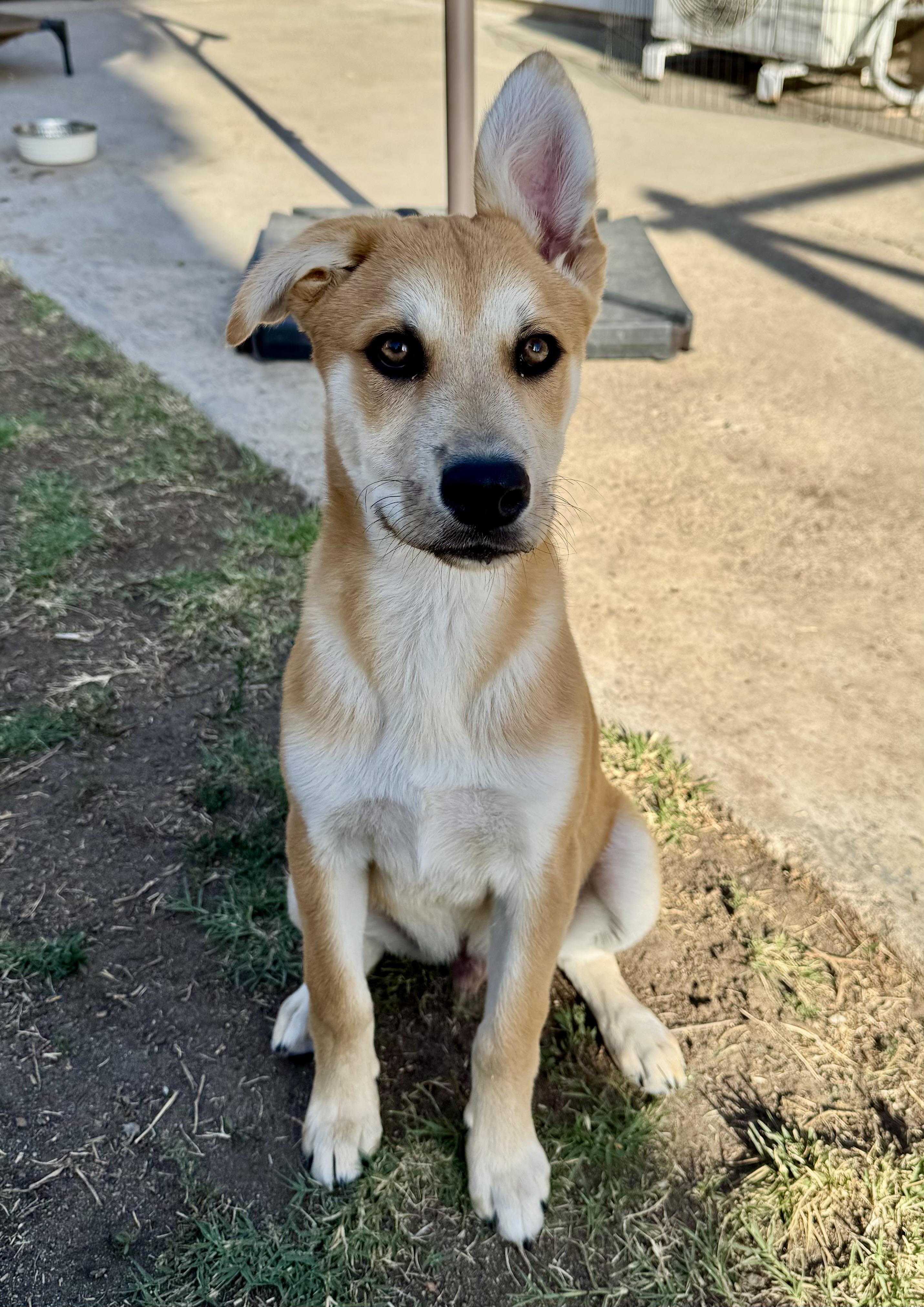 Enlarge Zest, a Adoptable mixed breed in San Diego, CA image 6/6