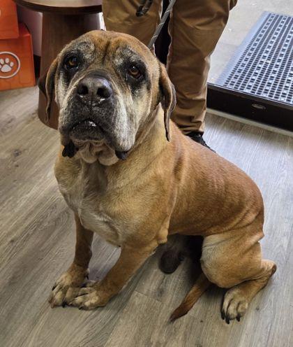 Enlarge Liberty, a Adoptable mixed breed in Fairhope, AL image 1/2