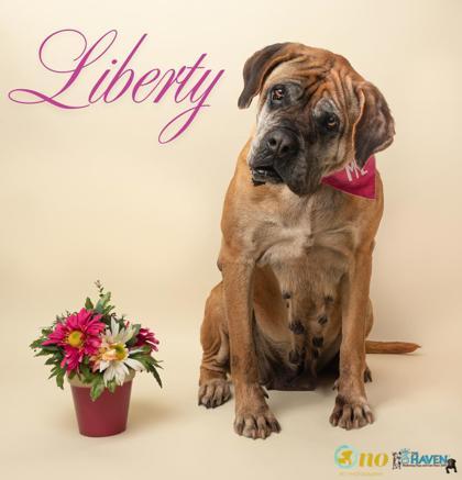 Enlarge Liberty, a Adoptable mixed breed in Fairhope, AL image 2/2