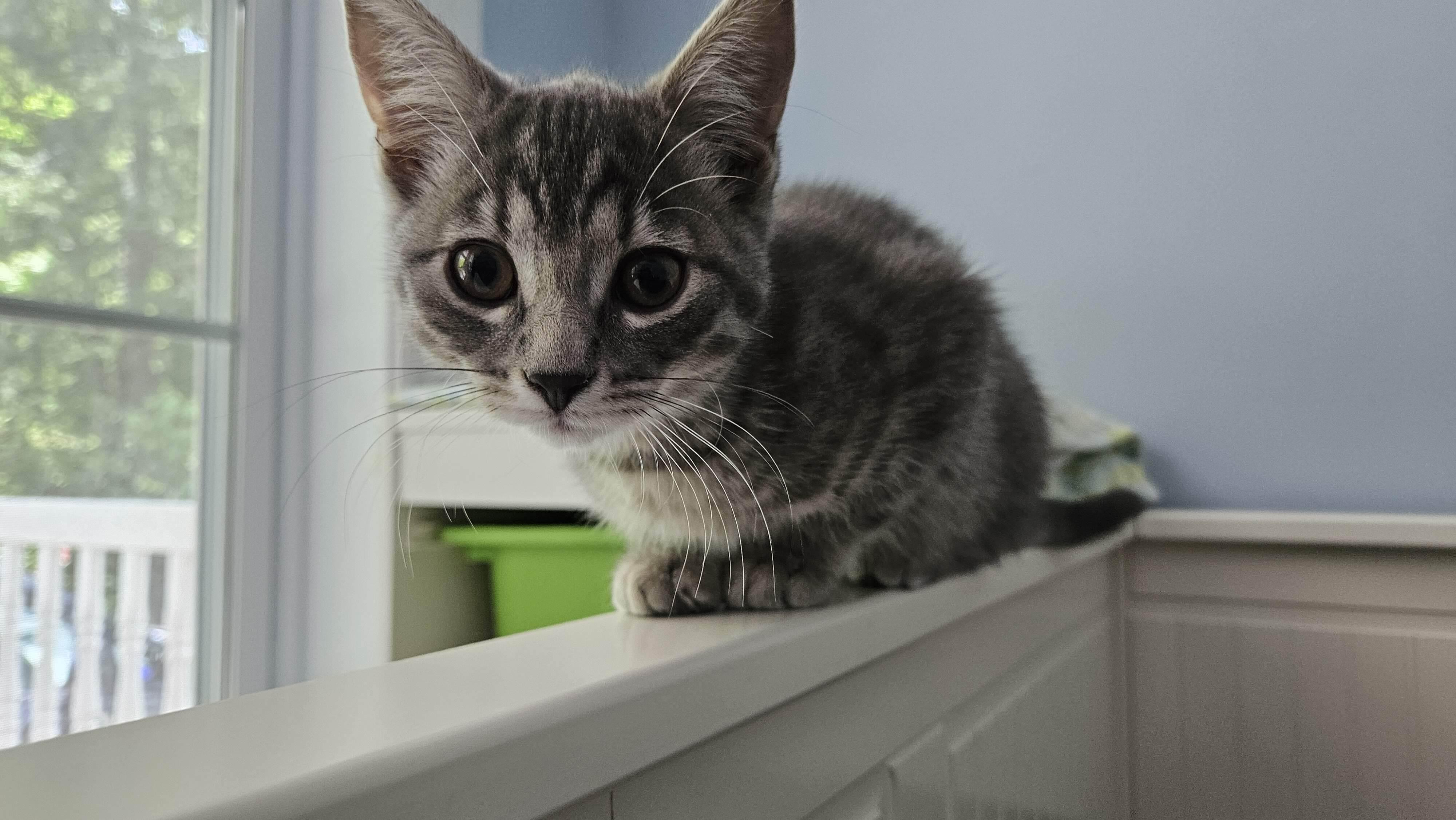 Maisy, a ADOPTABLE Domestic Short Hair in Wakefield, QC image 2/3