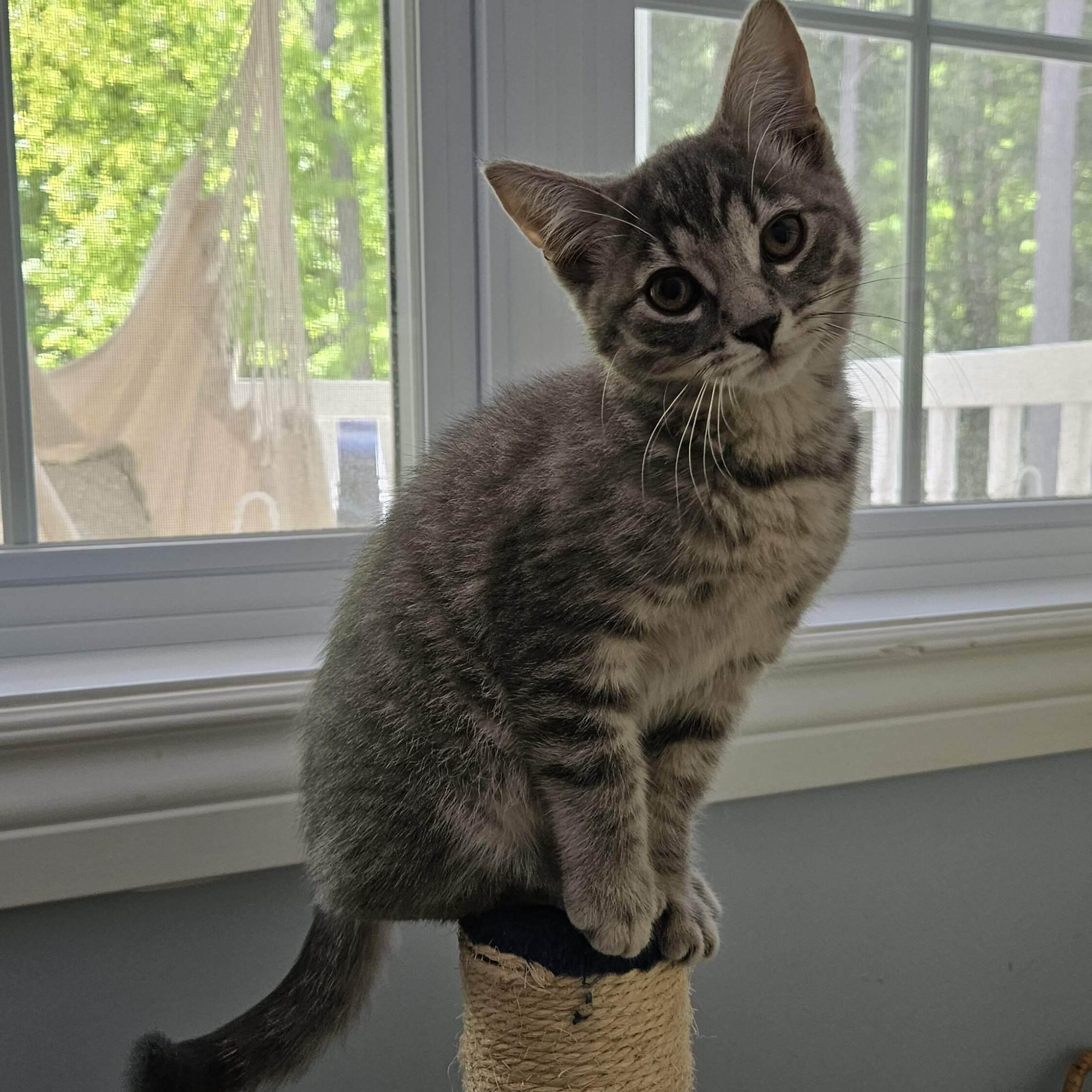 Maisy, a ADOPTABLE Domestic Short Hair in Wakefield, QC image 1/3