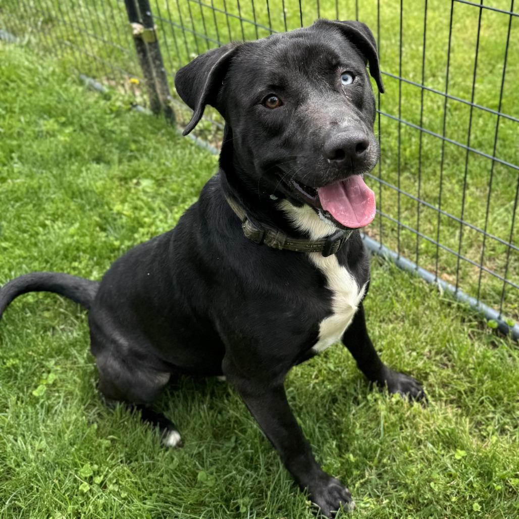 Enlarge Wonka, a Adoptable Husky in Salem, WV image 1/1