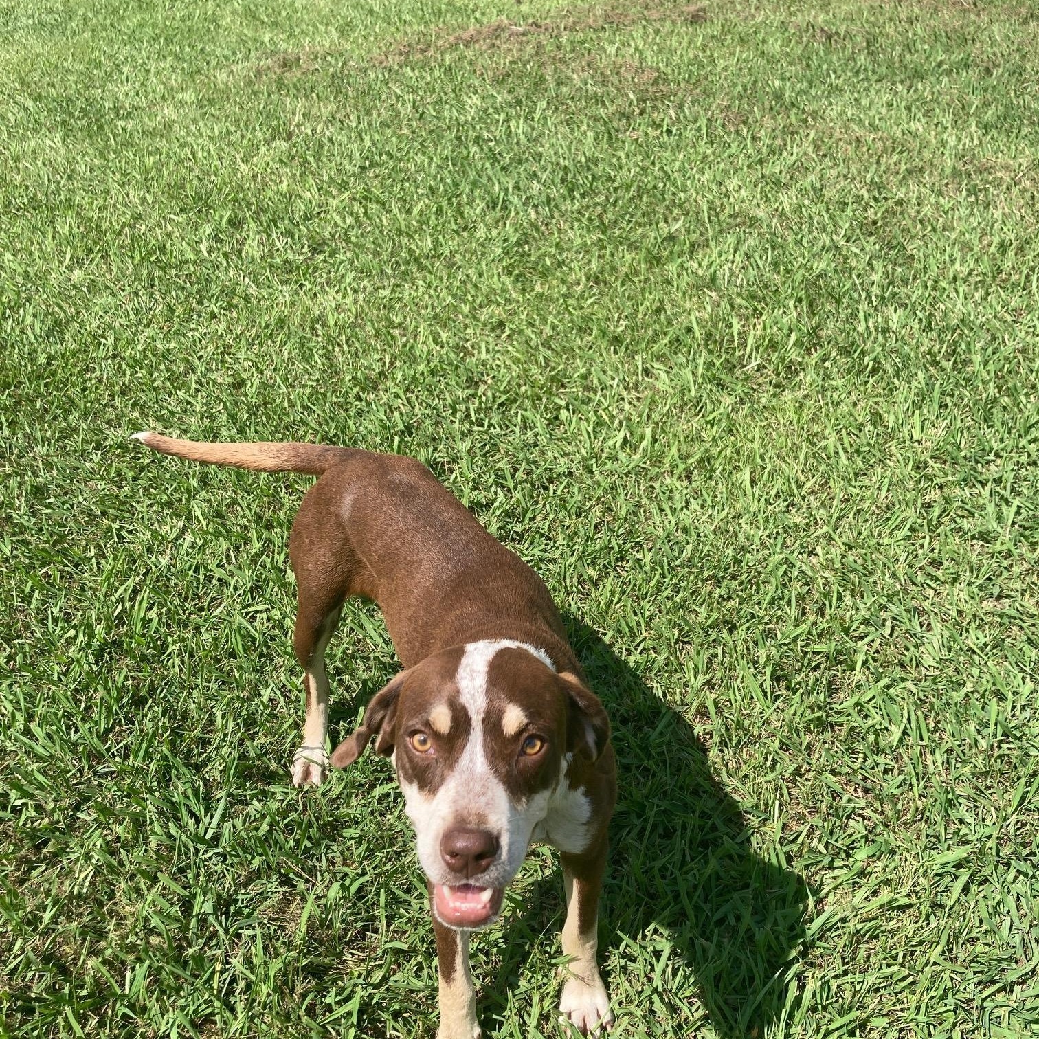 Penelope, Adoptable, Adult Female Cattle Dog.