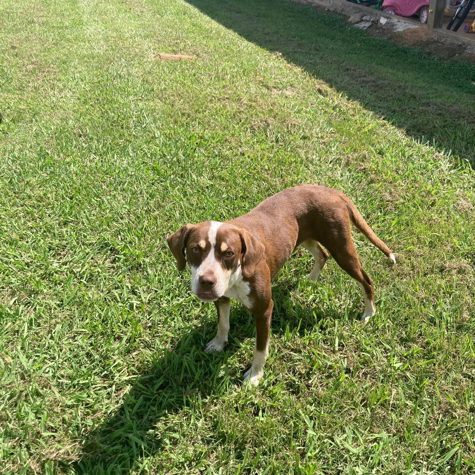 Penelope, Adoptable, Adult Female Cattle Dog.