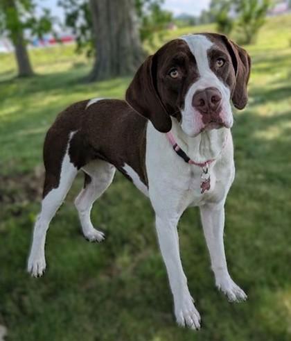 Coco, a Adoptable mixed breed in Baraboo, WI image 1/3