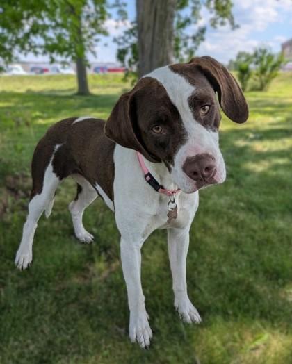 Coco, a Adoptable mixed breed in Baraboo, WI image 3/3