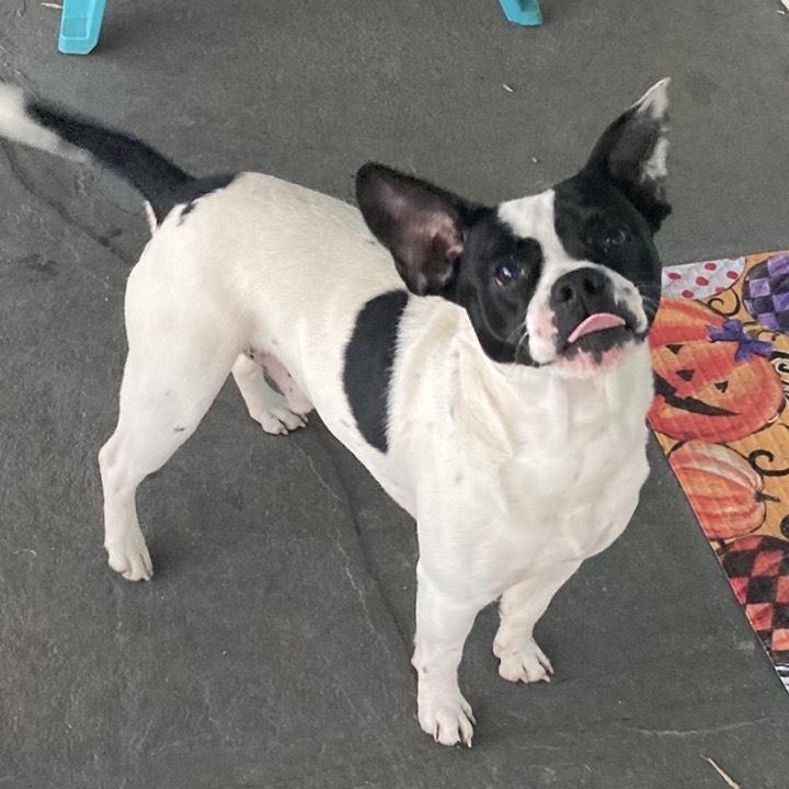 Enlarge Rooster, an adoptable mixed breed in Pensacola, FL image 3/6