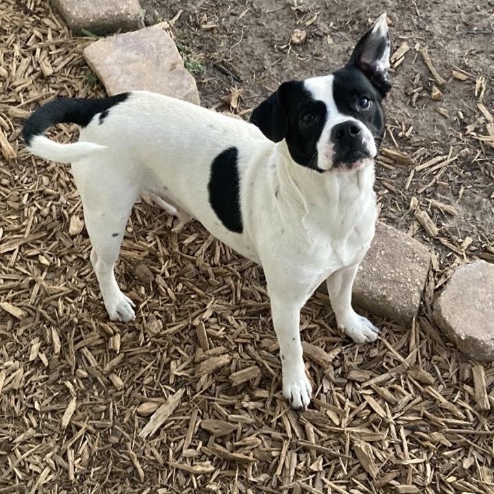 Enlarge Rooster, an adoptable mixed breed in Pensacola, FL image 4/6