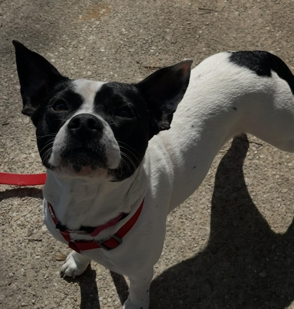 Enlarge Rooster, an adoptable mixed breed in Pensacola, FL image 5/6