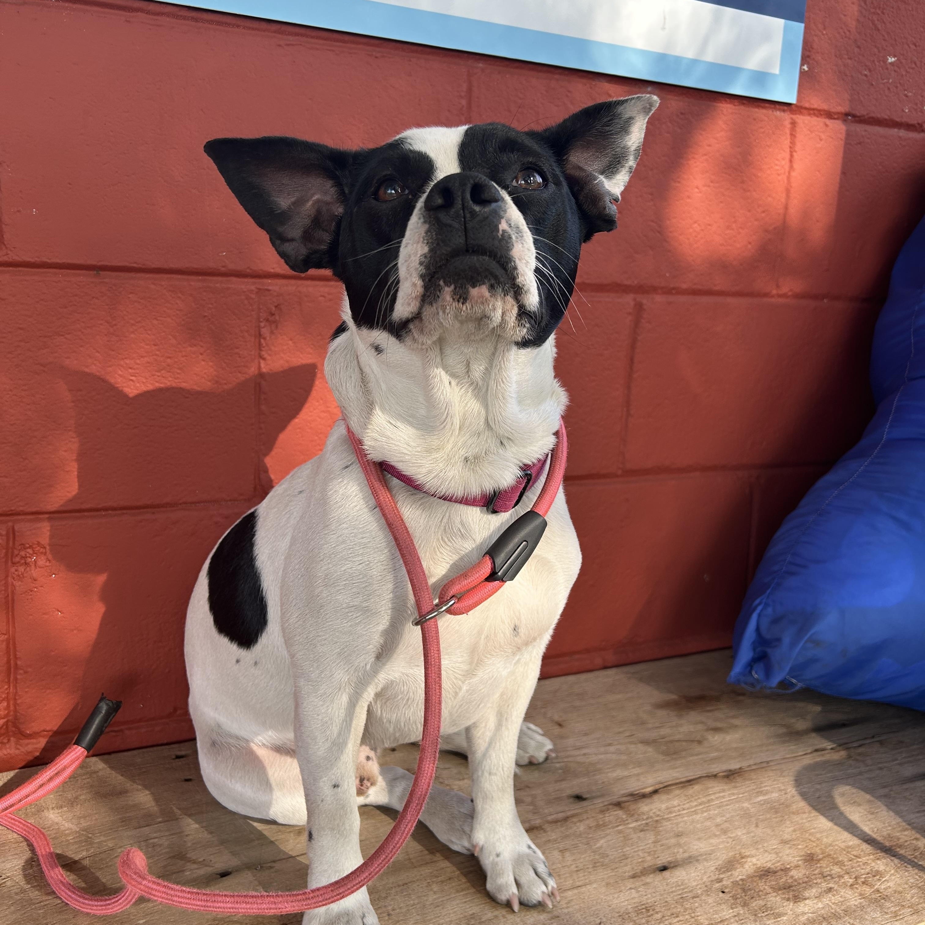Enlarge Rooster, an adoptable mixed breed in Pensacola, FL image 6/6