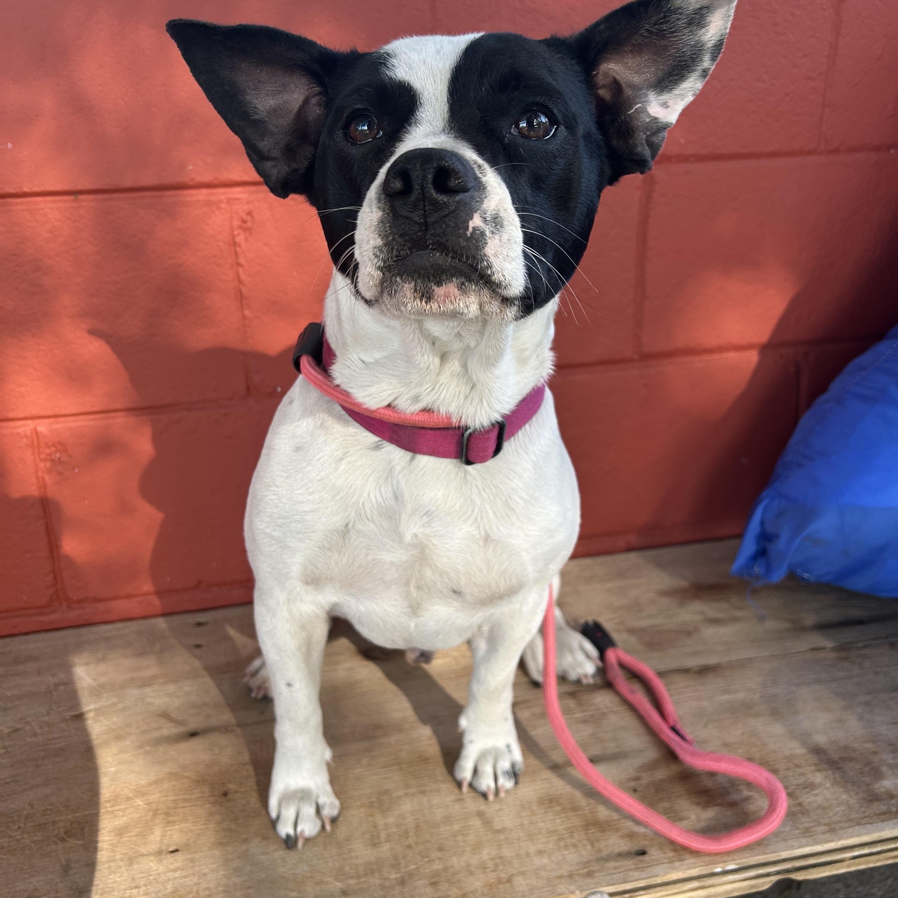Enlarge Rooster, an adoptable mixed breed in Pensacola, FL image 1/6