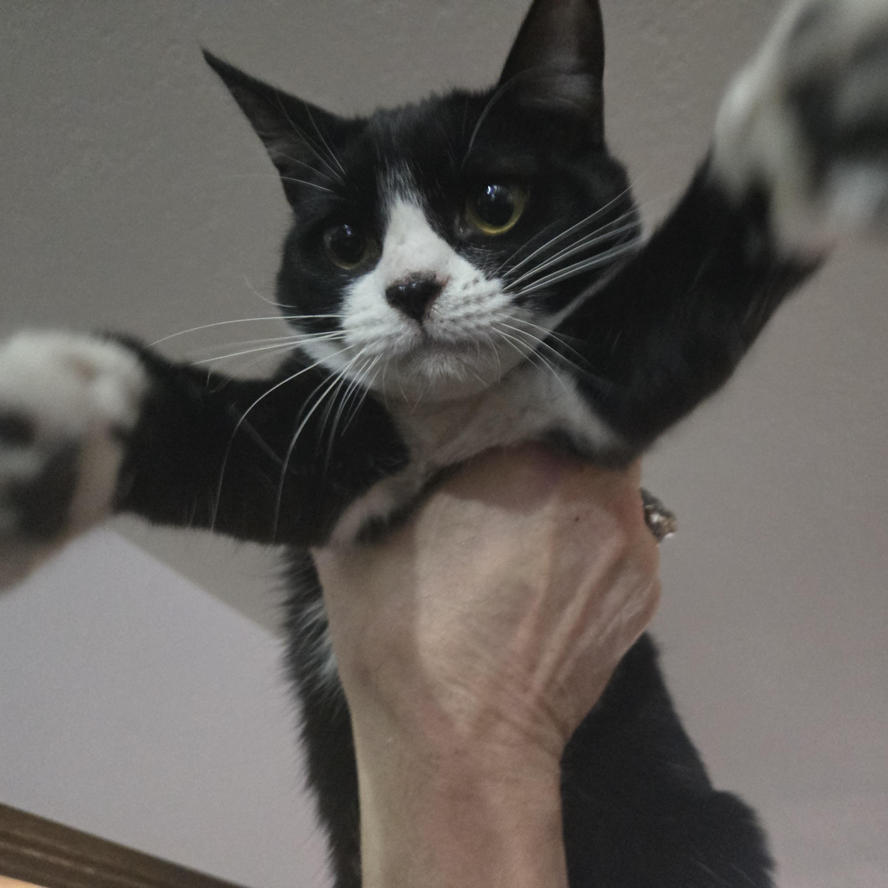 Miss Linux, Adoptable, Young Female Domestic Short Hair.