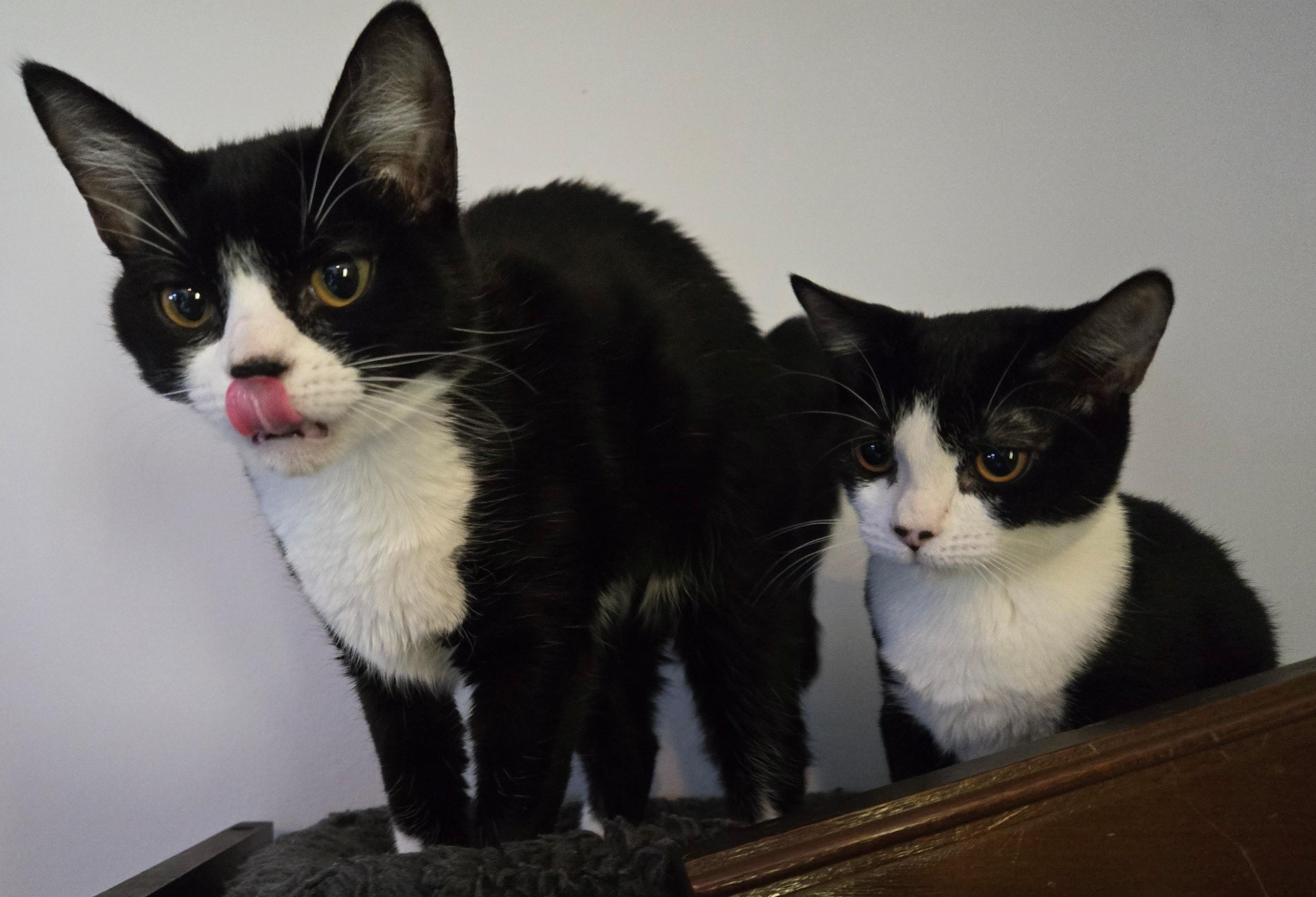 Miss Linux, Adoptable, Young Female Domestic Short Hair.