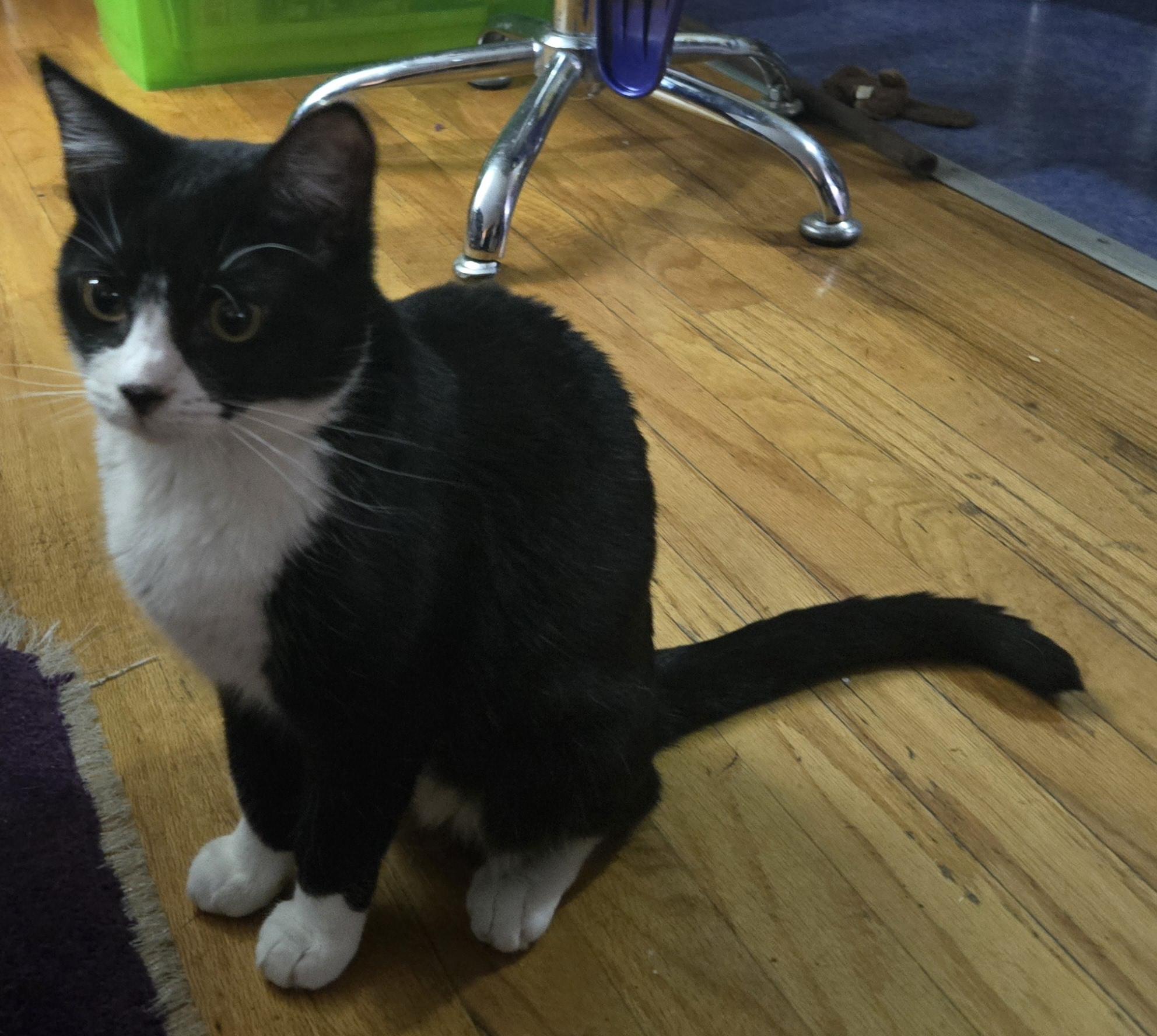 Enlarge Miss Linux, a Adoptable mixed breed in Atwater, CA image 2/3