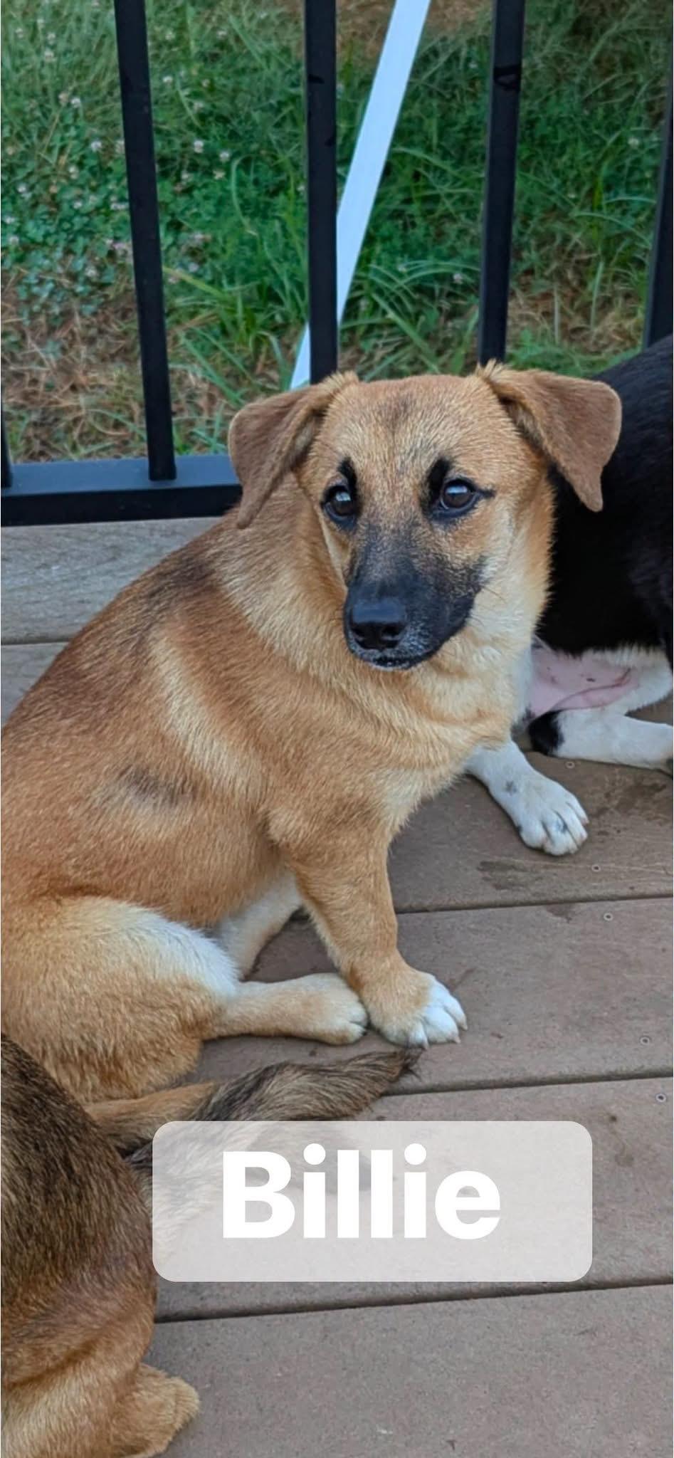 Billie, Adopted, Puppy Female Corgi.