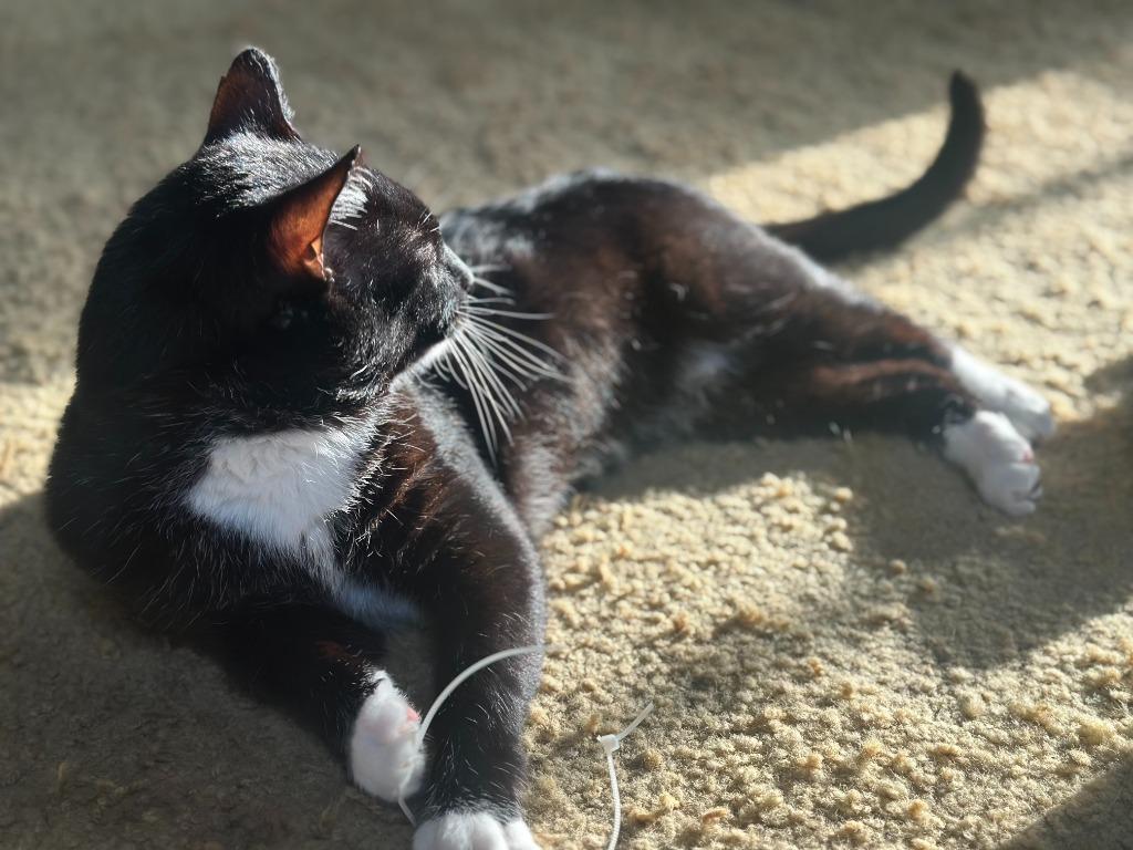 Simmons, a Adoptable mixed breed in Pawtucket, RI image 2/6