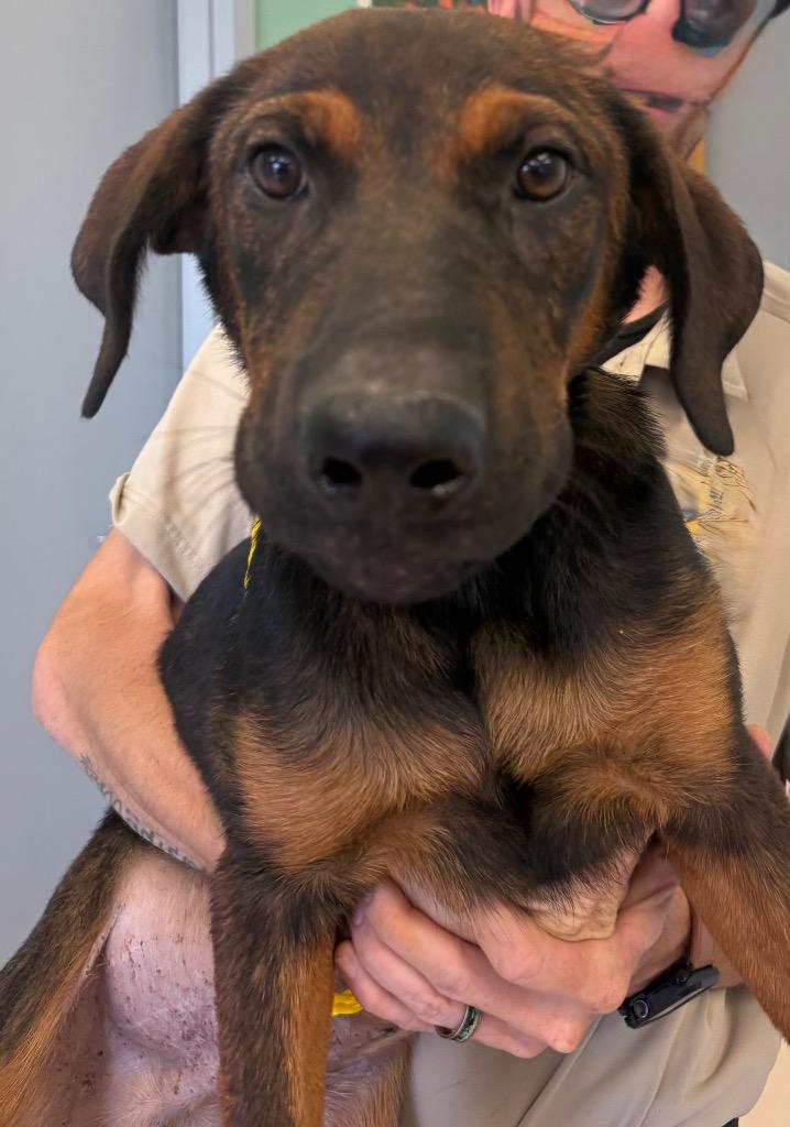 Enlarge Beaux, a Adoptable mixed breed in Belton, TX image 1/1