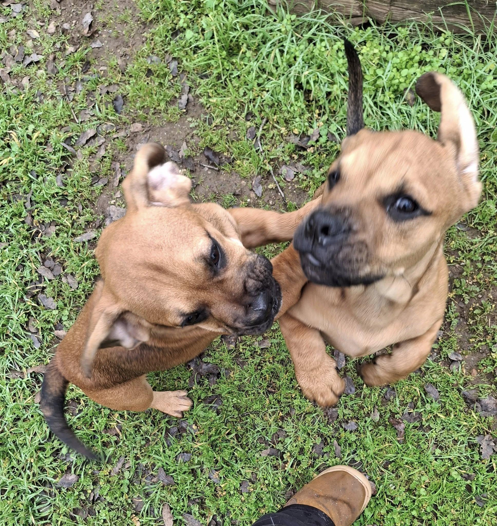 WILLOW, a Adoptable mixed breed in Cottonwood, CA image 4/5