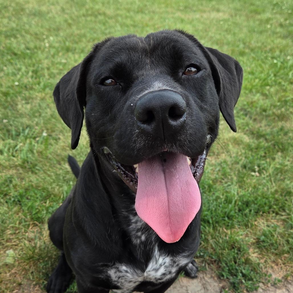 Roo, Adoptable, Adult Male Black Labrador Retriever & Mixed Breed.