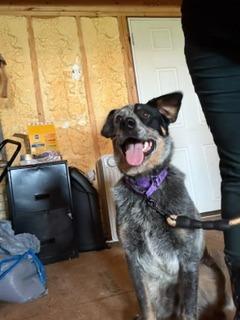 Enlarge Domino, a Adoptable Australian Cattle Dog / Blue Heeler in Lafayette, TN image 1/1