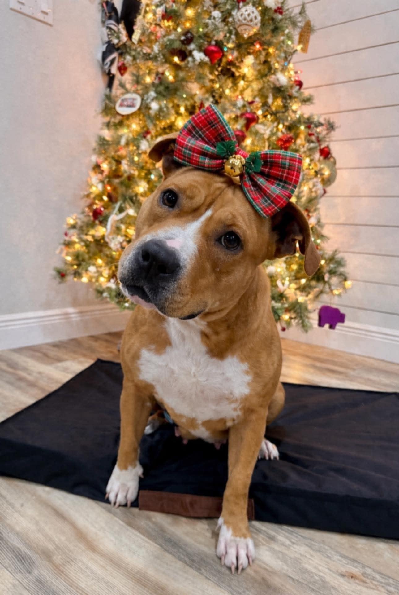 Kandie *SPONSORED*, a ADOPTABLE mixed breed in Umatilla, FL image 1/4