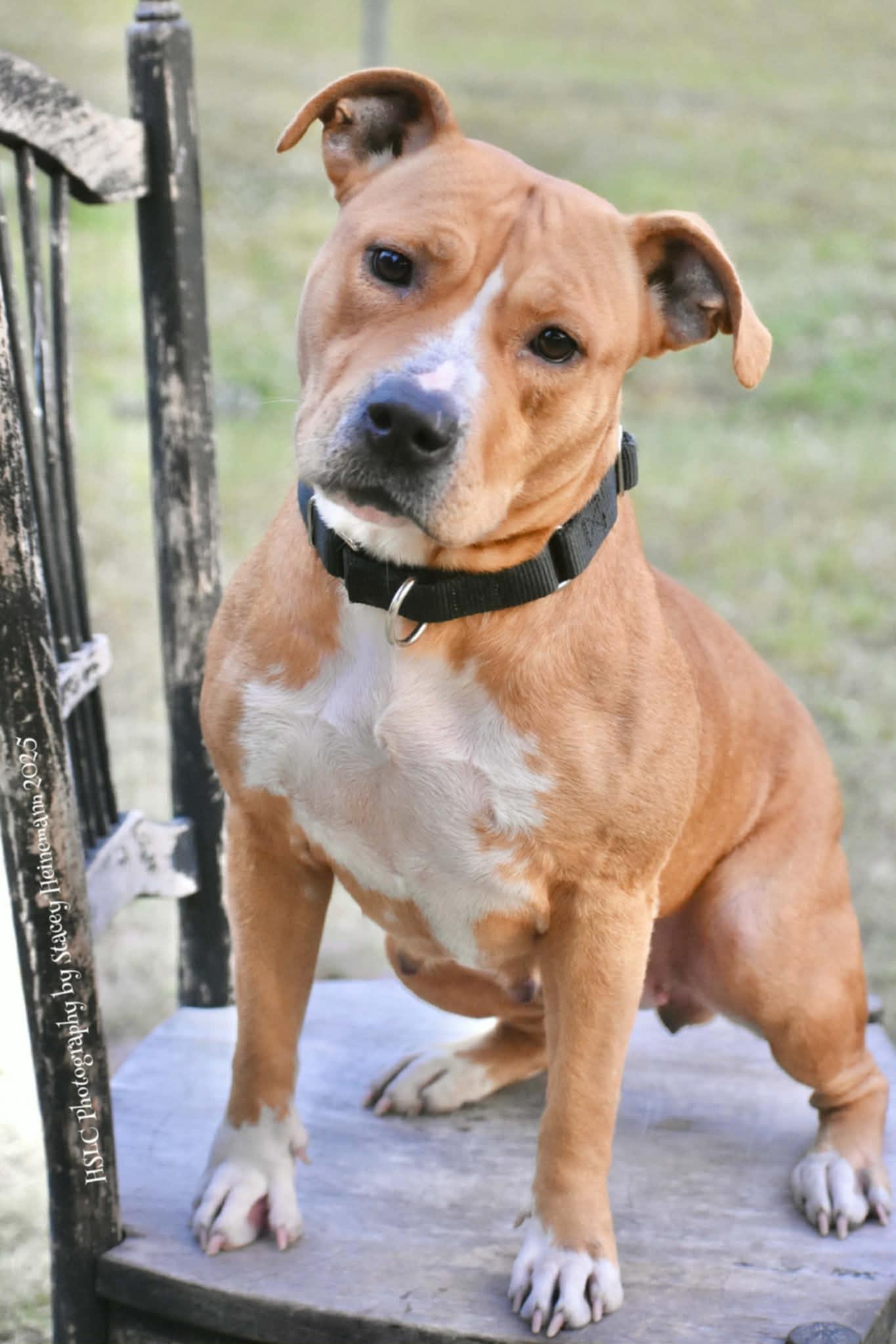 Kandie, a ADOPTABLE mixed breed in Umatilla, FL image 2/3