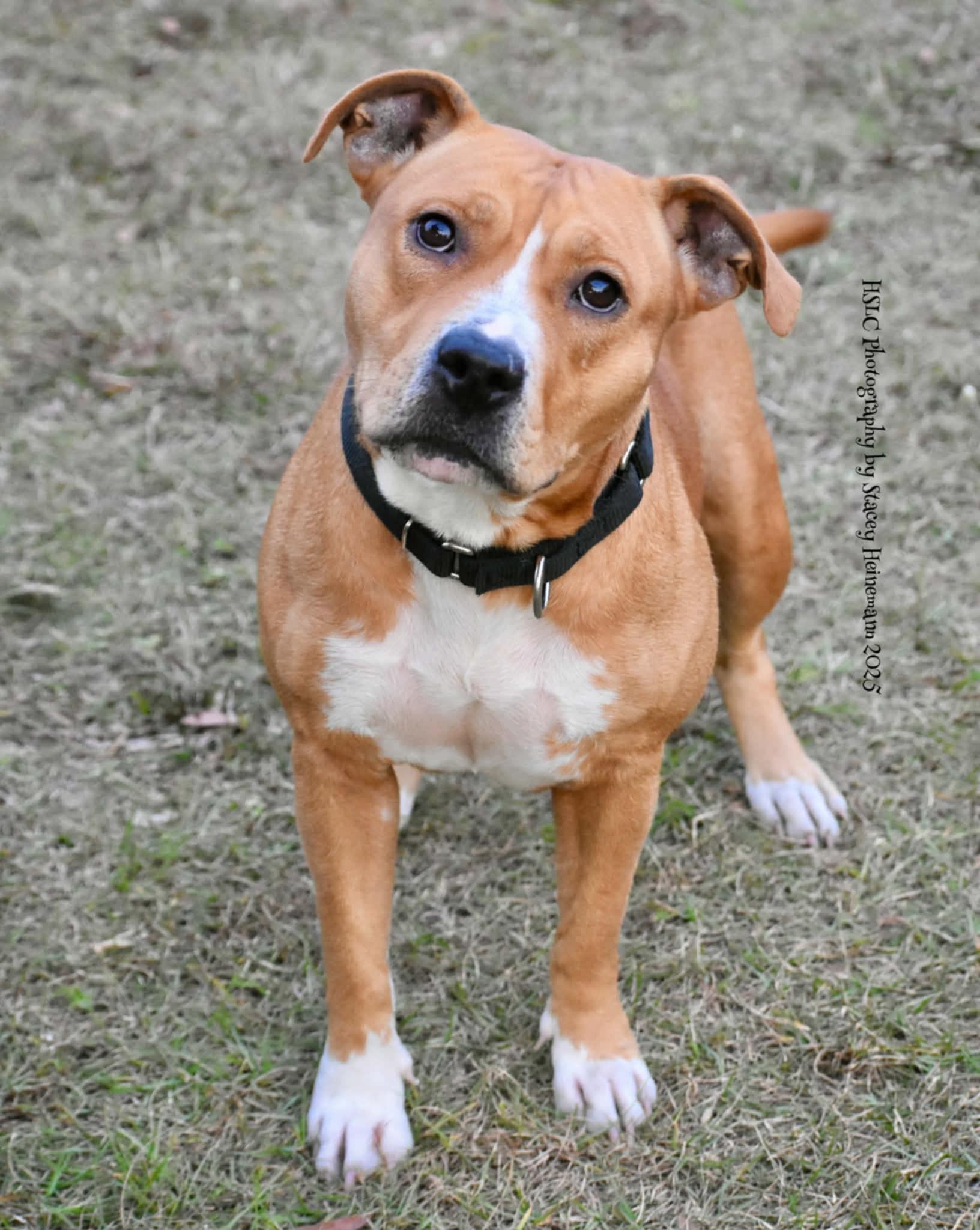 Kandie, a ADOPTABLE mixed breed in Umatilla, FL image 3/3