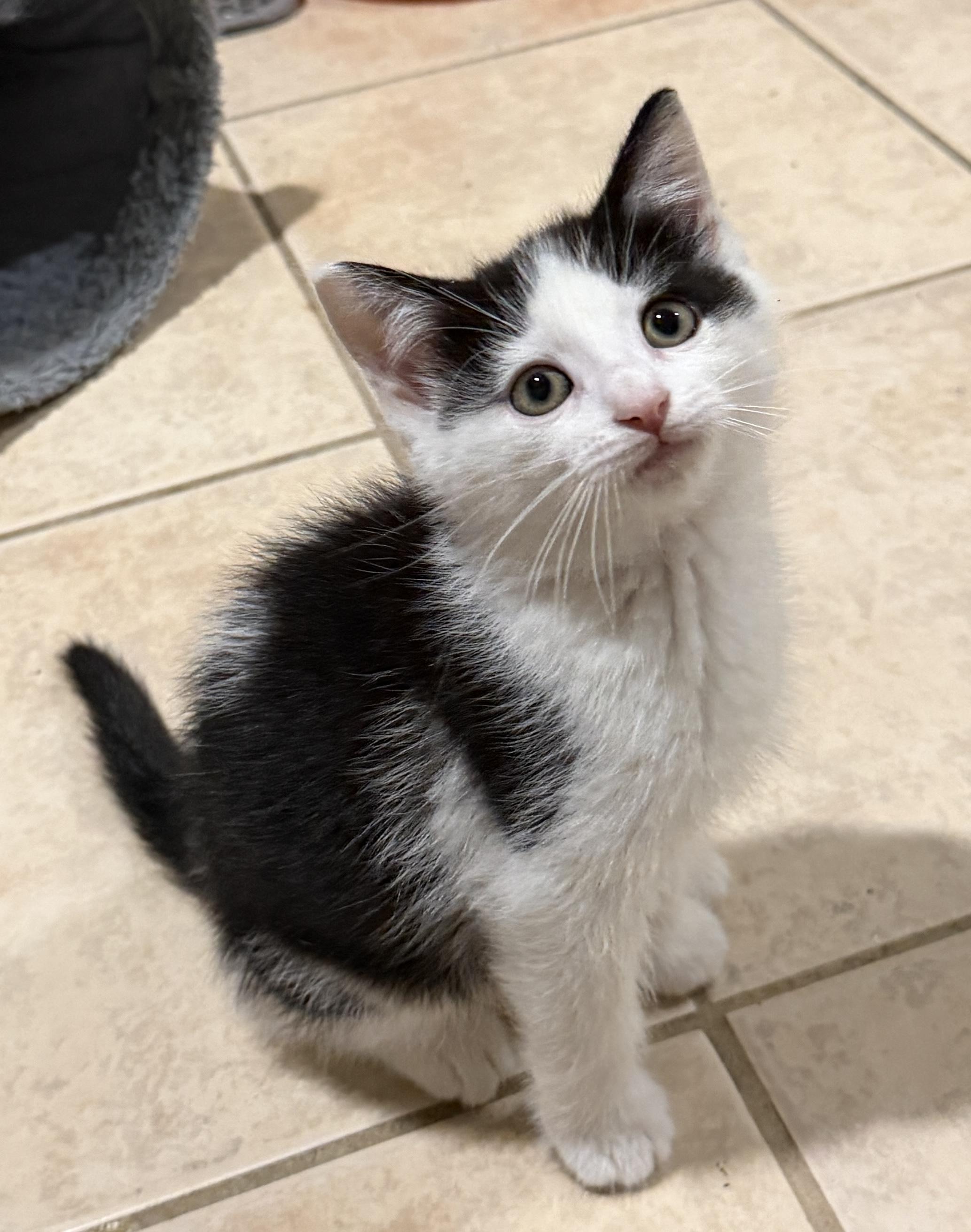Kyle, adopted, Kitten Male Domestic Short Hair.