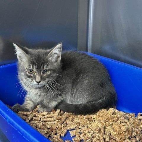 Enlarge Vega, a Adoptable Domestic Short Hair in Coos Bay, OR image 1/1