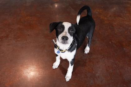 Enlarge Rosalina, an adopted mixed breed in San Antonio, TX image 1/3