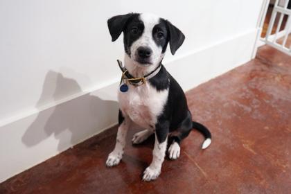Enlarge Rosalina, an adopted mixed breed in San Antonio, TX image 2/3