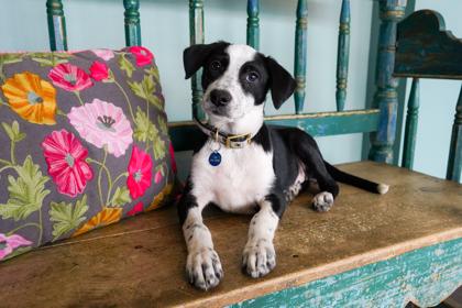 Enlarge Rosalina, an adopted mixed breed in San Antonio, TX image 3/3