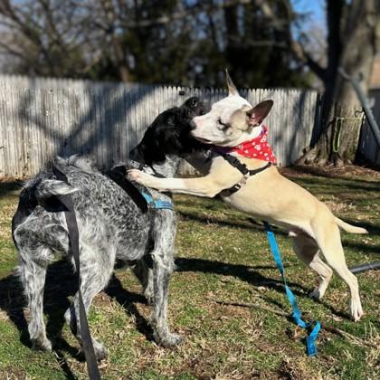 Enlarge Edmund, a Adoptable mixed breed in Washington, DC image 1/3