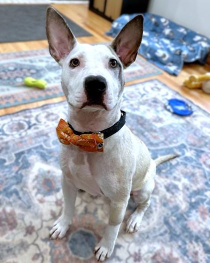 Enlarge Edmund, a Adoptable mixed breed in Washington, DC image 3/3