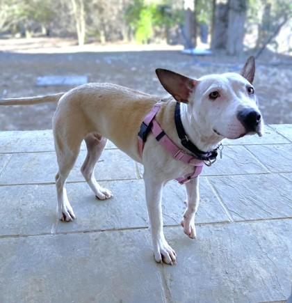 Enlarge Edmund, a Adoptable mixed breed in Washington, DC image 3/3