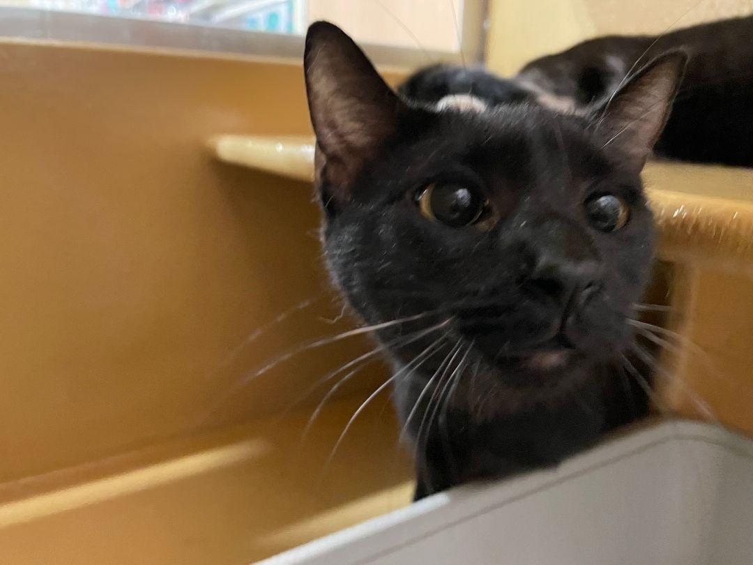 Molly, Adoptable, Kitten Female Domestic Short Hair.