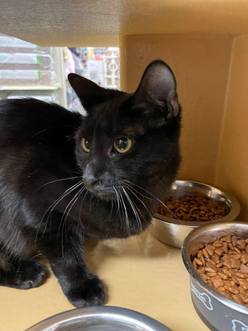 Molly, a Adoptable Domestic Short Hair in Oakland Park, FL image 2/3