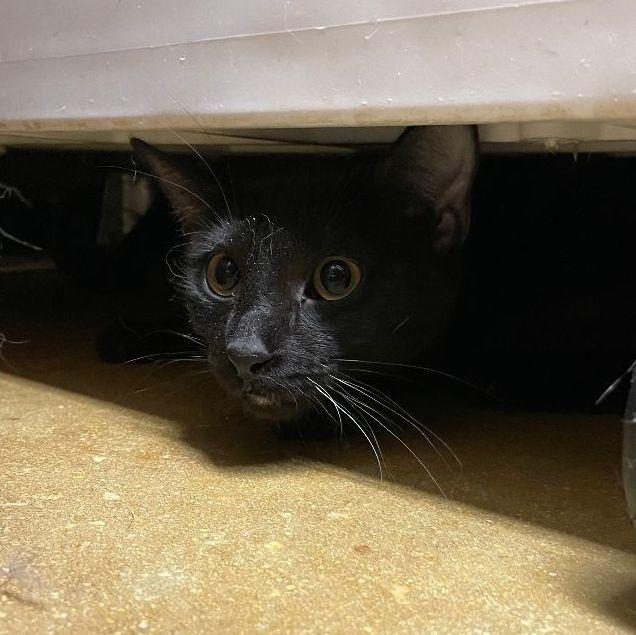 Molly, a Adoptable Domestic Short Hair in Oakland Park, FL image 3/3