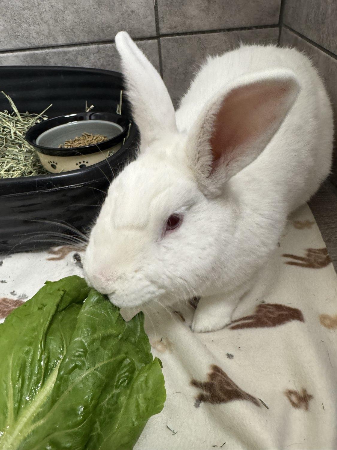 BASIL, Adoptable, Adult Male New Zealand.