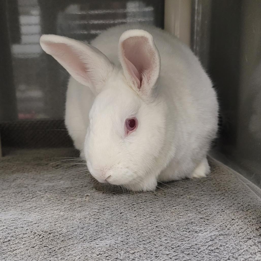 BASIL, a Adoptable mixed breed in Las Vegas, NV image 2/2