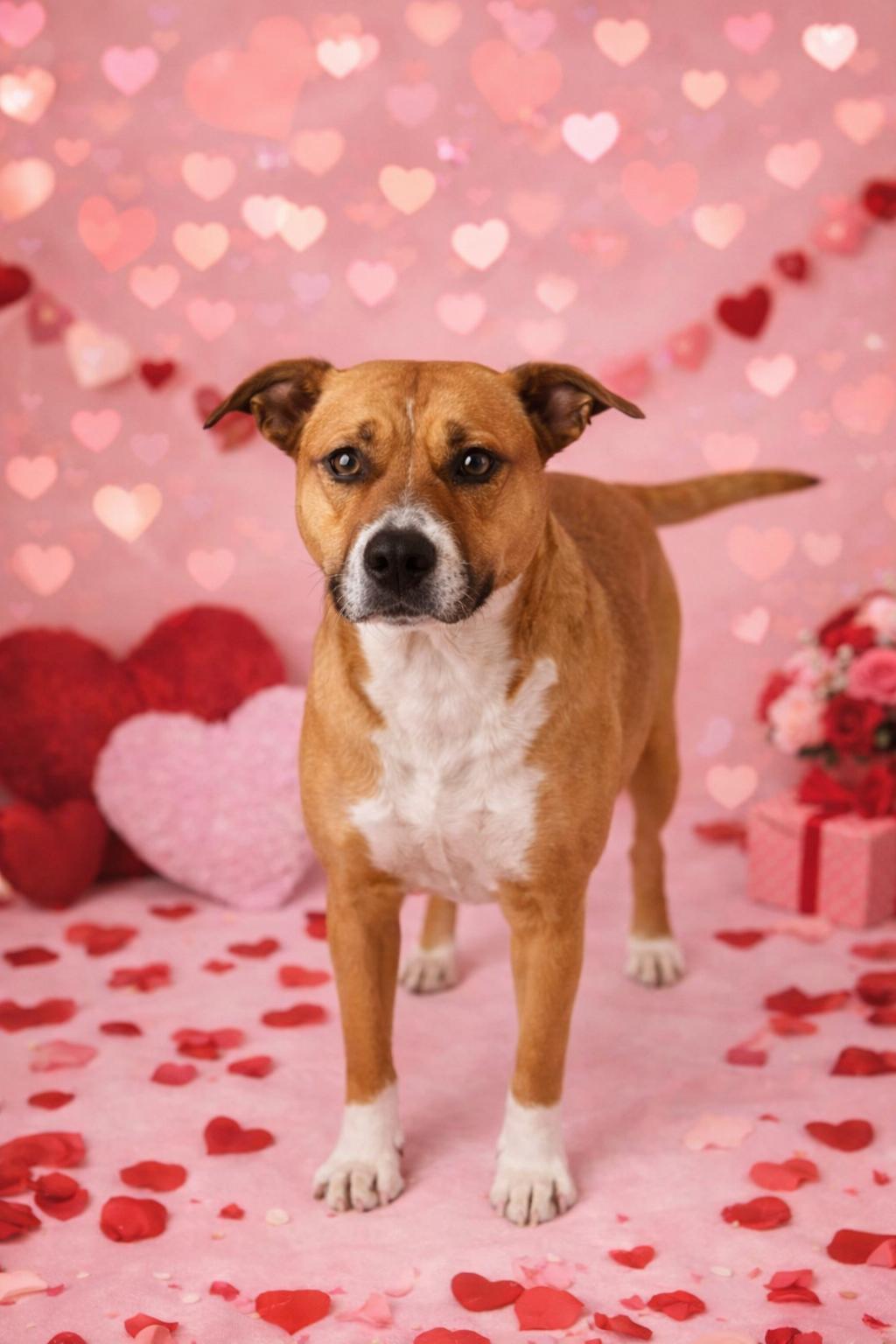 Enlarge Carly, a ADOPTABLE mixed breed in Darien, GA image 1/1