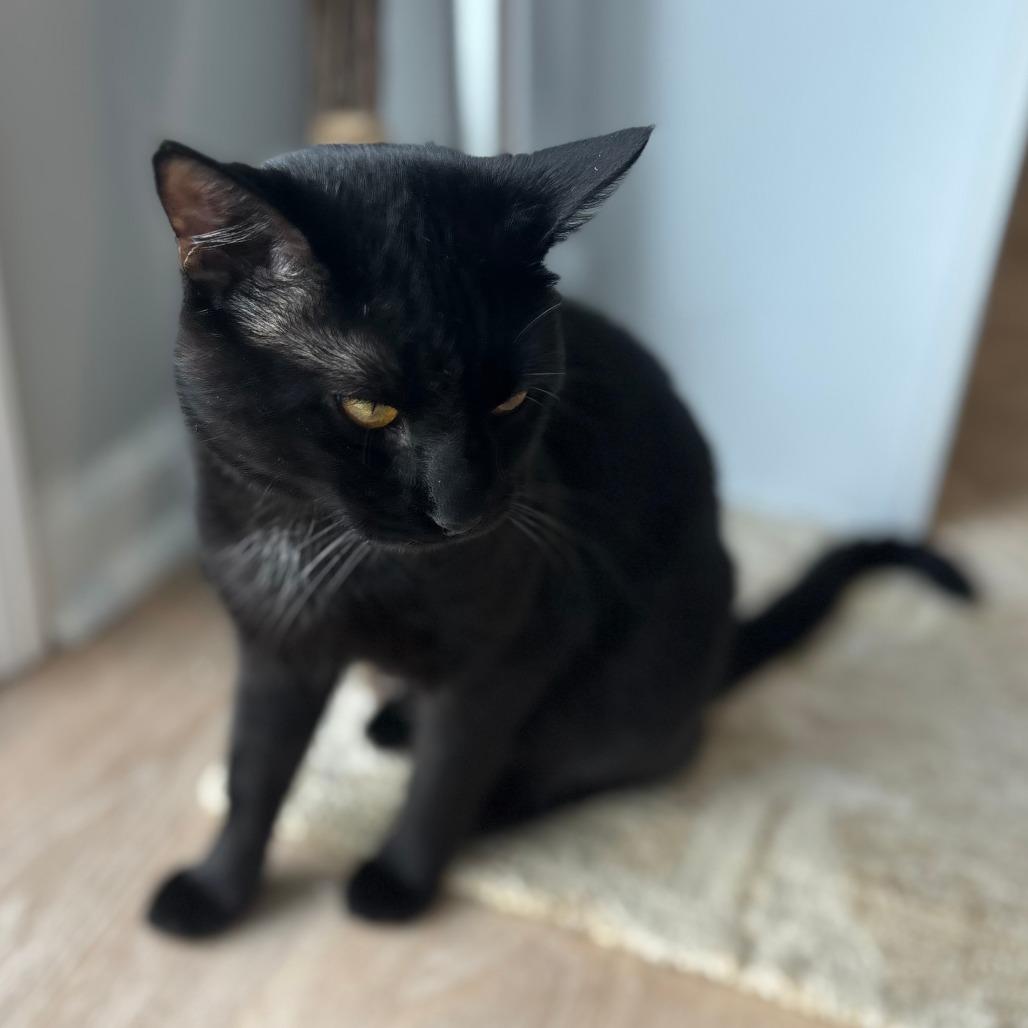 Onyx, Adoptable, Young Male Domestic Short Hair & Bombay.