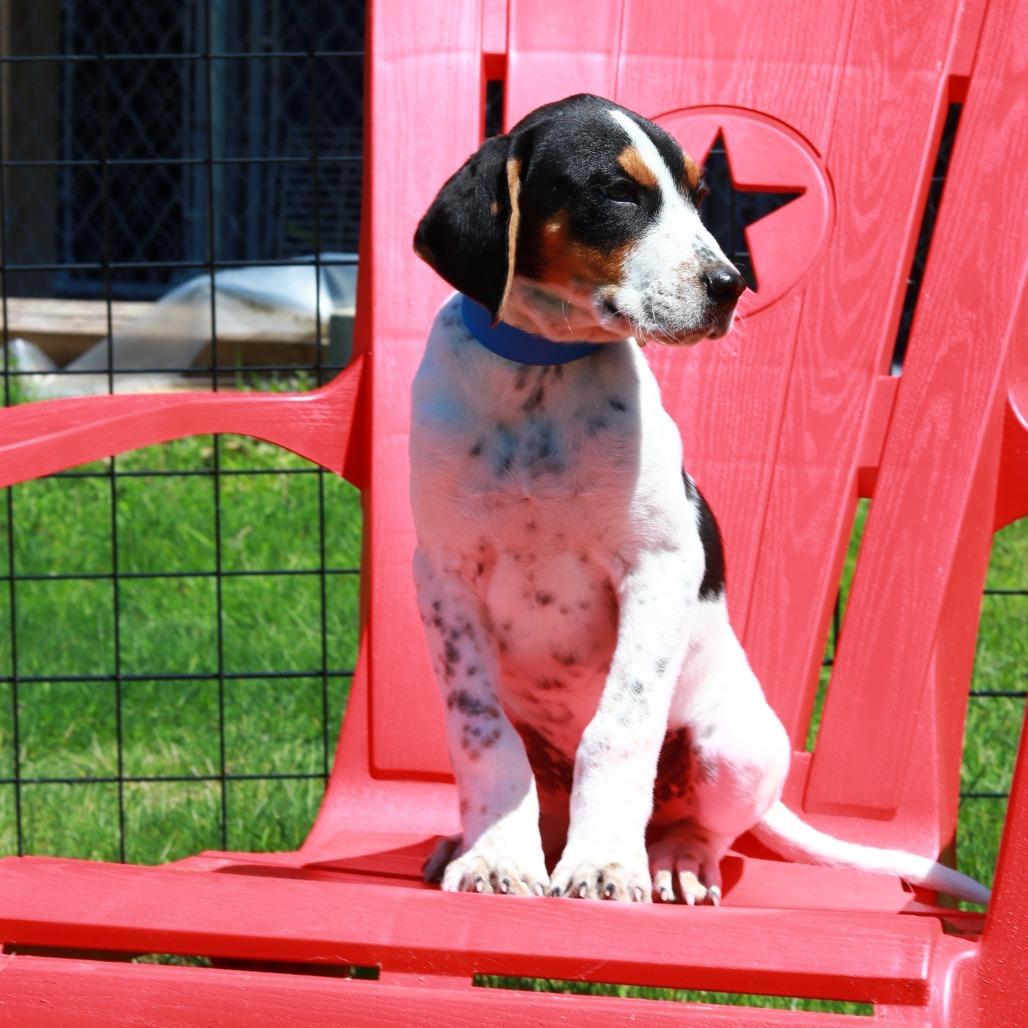 Enlarge CT Waylon avail May 17 (Verizon Wireless- Dayville, CT), a Adoptable mixed breed in Eastford, CT image 1/5