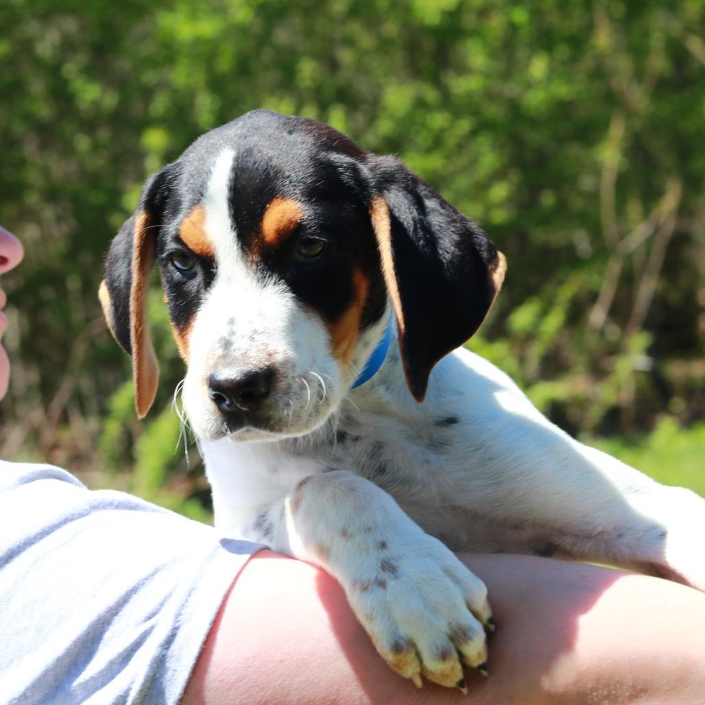 Enlarge CT Waylon avail May 17 (Verizon Wireless- Dayville, CT), a Adoptable mixed breed in Eastford, CT image 2/5