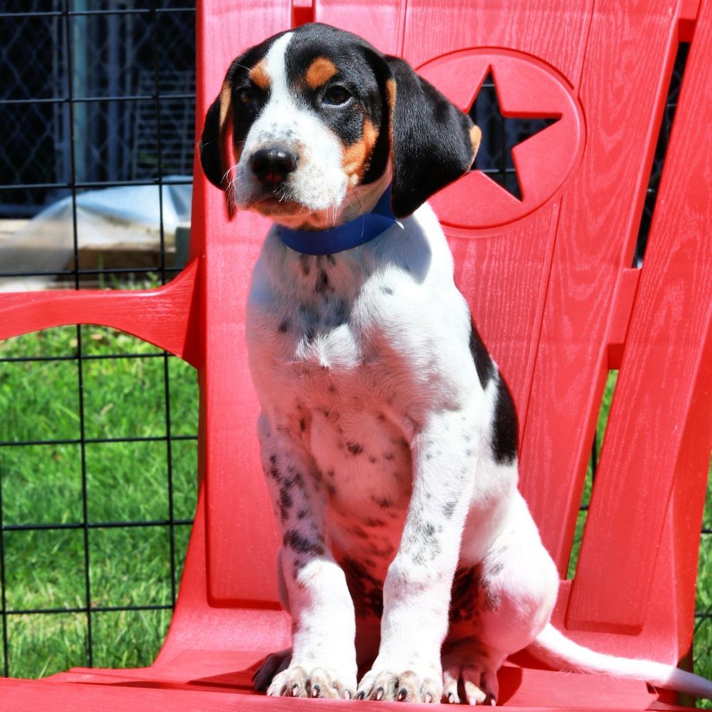 Enlarge CT Waylon avail May 17 (Verizon Wireless- Dayville, CT), a Adoptable mixed breed in Eastford, CT image 3/5