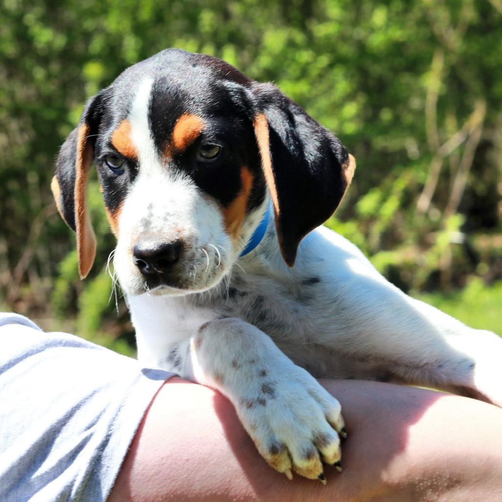 Enlarge CT Waylon avail May 17 (Verizon Wireless- Dayville, CT), a Adoptable mixed breed in Eastford, CT image 4/5