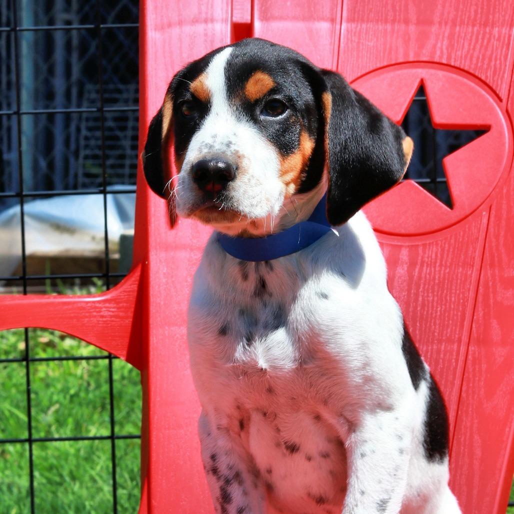 Enlarge CT Waylon avail May 17 (Verizon Wireless- Dayville, CT), a Adoptable mixed breed in Eastford, CT image 5/5